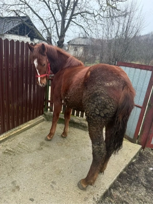 vand carlana  - imagine 3