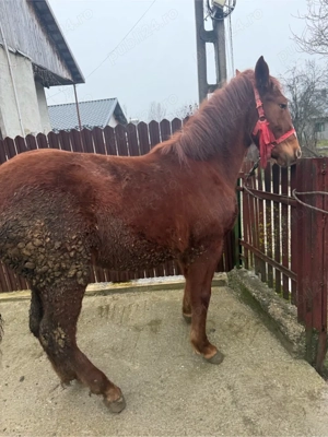 vand carlana  - imagine 2