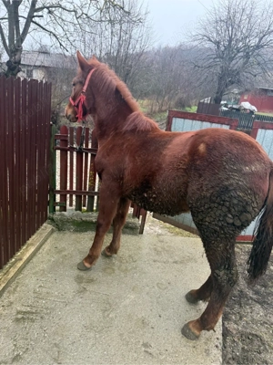 vand carlana  - imagine 4