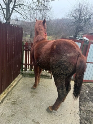 vand carlana  - imagine 5