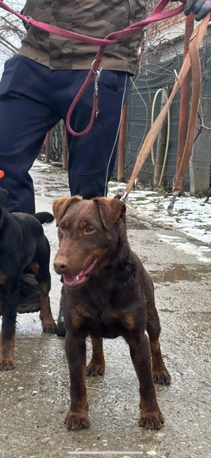 mascul Jagd Terrier jagdterrier - imagine 3