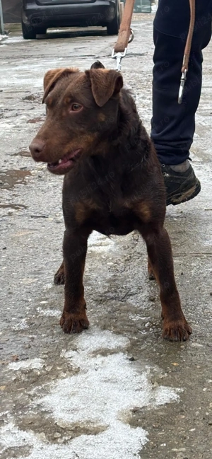 mascul Jagd Terrier jagdterrier - imagine 2