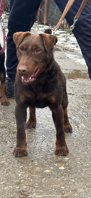 mascul Jagd Terrier jagdterrier