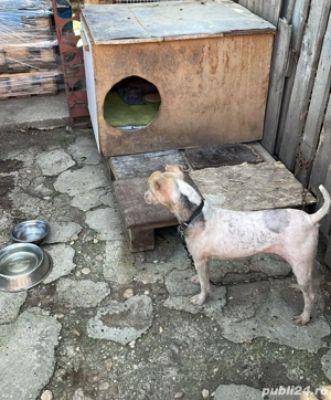 Donez femela fox terrier sarmos  - imagine 3