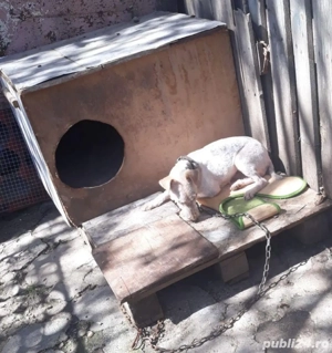 Donez femela fox terrier sarmos  - imagine 2