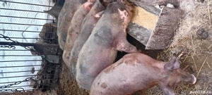 Soldani 3luni jumate - imagine 2