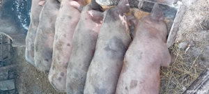 Soldani 3luni jumate - imagine 3