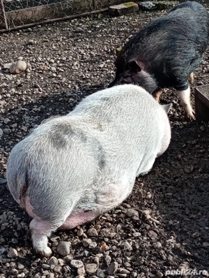 vand scrofiță  - imagine 4