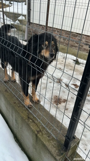 Ofer catelus  - imagine 2