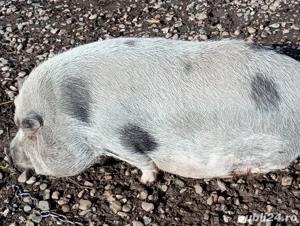 vand scrofiță  - imagine 1