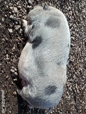 vand scrofiță  - imagine 2