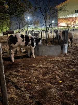 vitei de vanzare - imagine 4