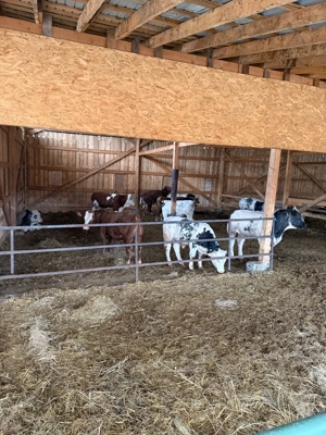 vitei de vanzare - imagine 5