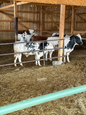 vitei de vanzare - imagine 3