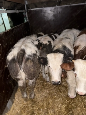 vitei de vanzare - imagine 2