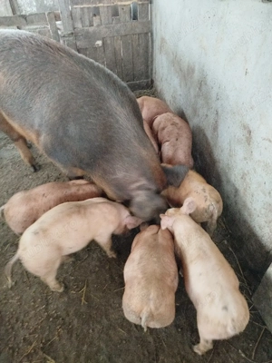 purcei duroc cu pietran  - imagine 4