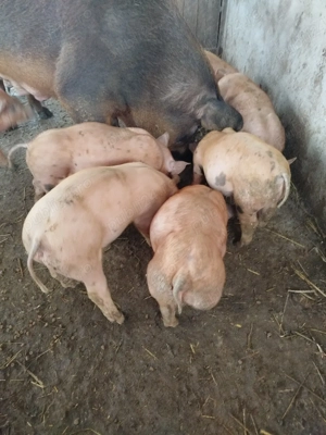 purcei duroc cu pietran  - imagine 3