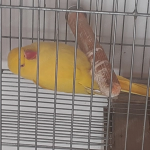 Micul alexandru  - imagine 2