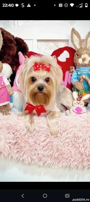 Pui Yorkshire terier - imagine 3