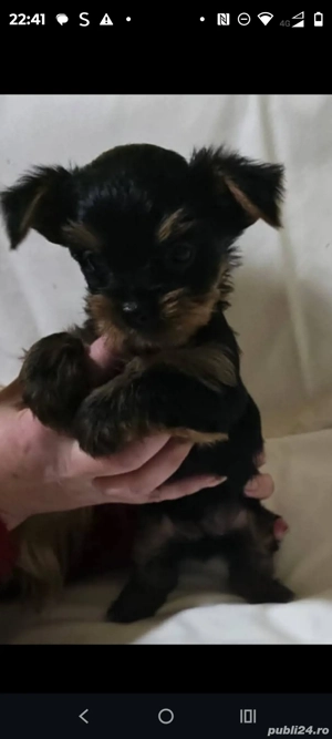 Pui Yorkshire terier - imagine 2