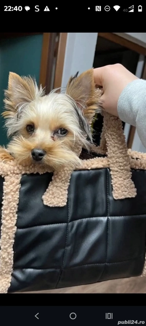 Pui Yorkshire terier - imagine 5