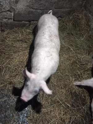 Porci de vânzare - imagine 4