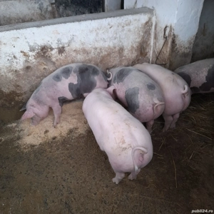 Vand purcei grasuni - imagine 2