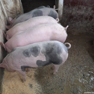 Vand purcei grasuni - imagine 3