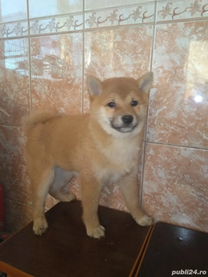 Vand  1 catelusa pui Shiba Inu
