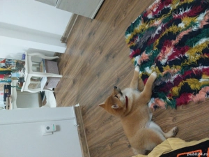 Vand  1 catelusa pui Shiba Inu - imagine 5