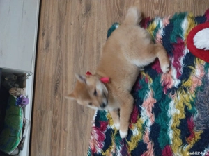 Vand  1 catelusa pui Shiba Inu - imagine 3