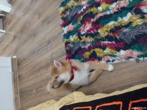 Vand  1 catelusa pui Shiba Inu - imagine 4