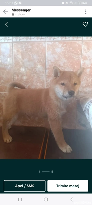 Vand  1 catelusa pui Shiba Inu - imagine 2