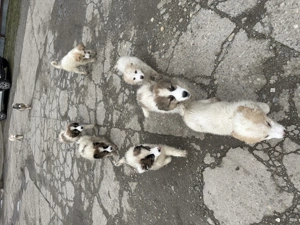 Căței ciobănești 3 luni - imagine 2