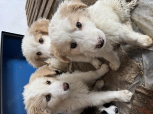 Căței ciobănești 3 luni - imagine 3