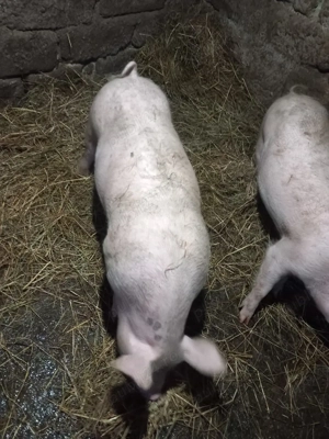 Porci de vânzare - imagine 5