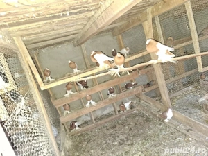 vând porubei - imagine 2