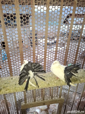 vând porubei - imagine 5