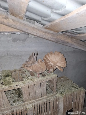 vând porubei - imagine 4