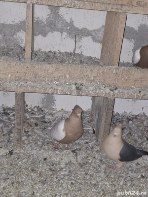 vând porubei - imagine 3