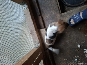 vînd o pereche de căței - imagine 3