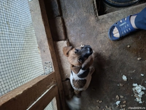 vînd o pereche de căței - imagine 4