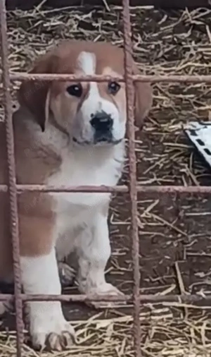 Ciobanesc asia centrala  - imagine 2