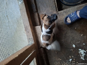 vînd o pereche de căței - imagine 5