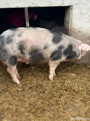 vand doi porci intre 120-160 de kg  - imagine 3