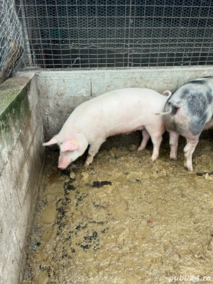 vand doi porci intre 120-160 de kg  - imagine 4