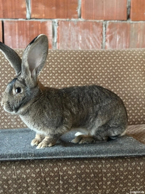 Vand Femela uriaș german  - imagine 2