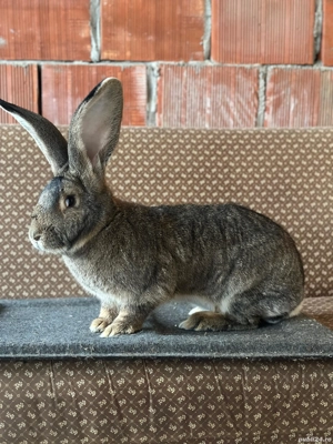 Vand Femela uriaș german 