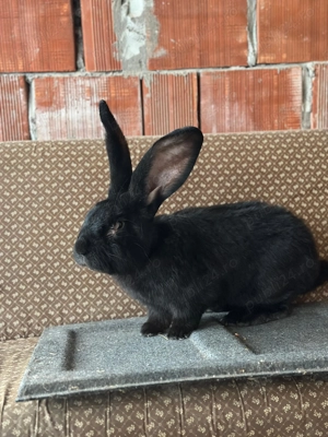 Vand Mascul urias german 