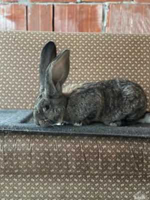 Vand Mascul tânăr urias german - imagine 2